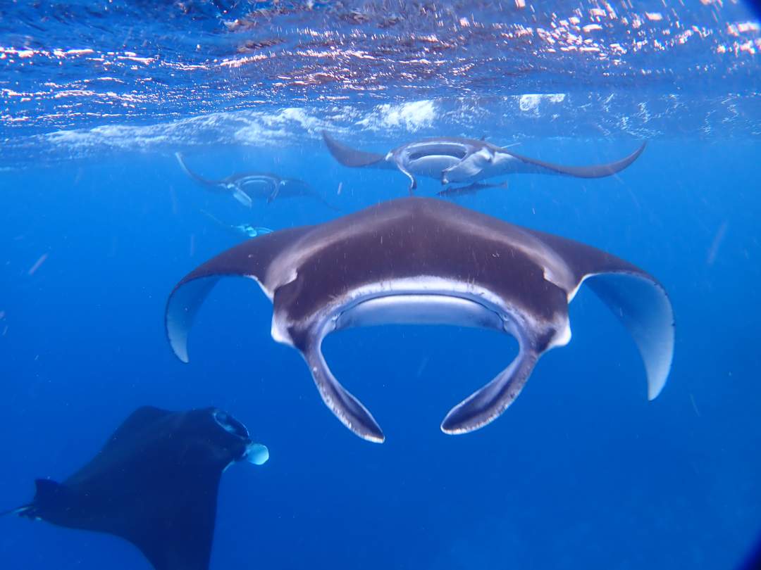 オンラインダイブサービス