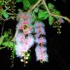 【沖縄・石垣島】一晩で散る幻の「一夜花」サガリバナ観賞ツアー【4月～8月限定】