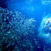 【沖縄・宮古島】青の洞窟×無数の魚！「サファイアケイブ」シュノーケリング＆洞窟探検