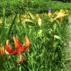 ニッコウキスゲのほかに夏の花も咲く頃です