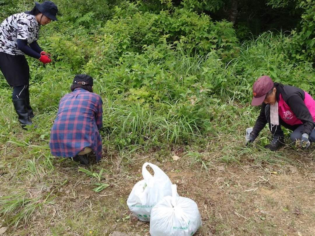 ①草抜きで根から抜取りごみ袋へ入れる。
②コウリンタンポポ以外の植物を採取、また損傷しないよう注意する。
③植生への踏み荒らしを招かないように分散して作業する。
④収集したコウリンタンポポは協会で処分します。