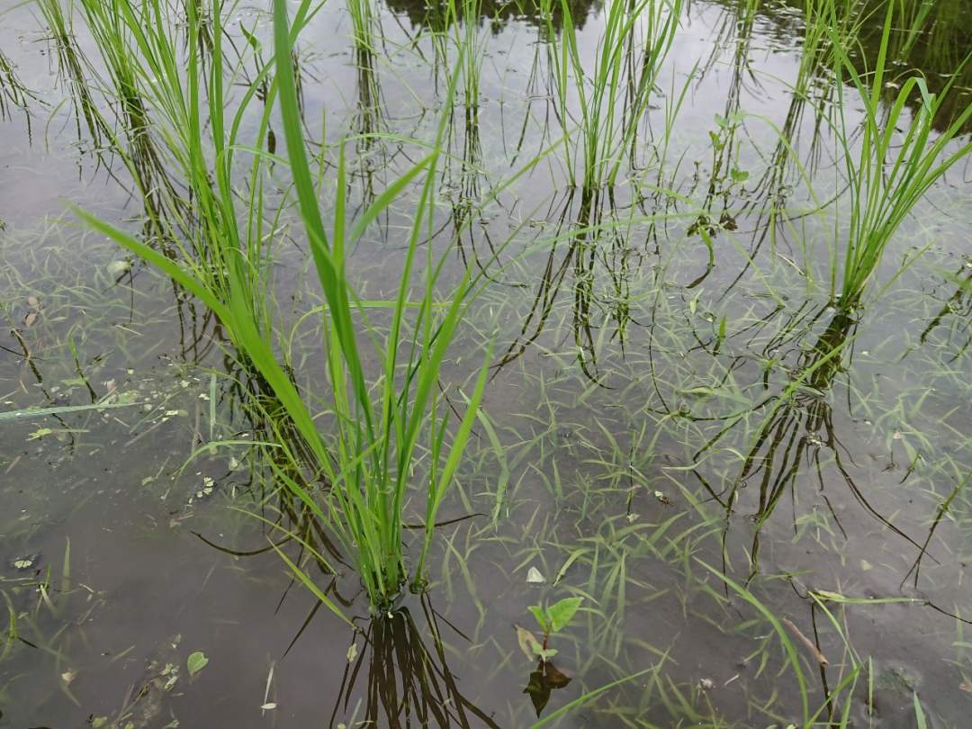 無農薬の田んぼに除草は必須。
除草剤にちなんでテデトール（手で取る）と呼ばれます。