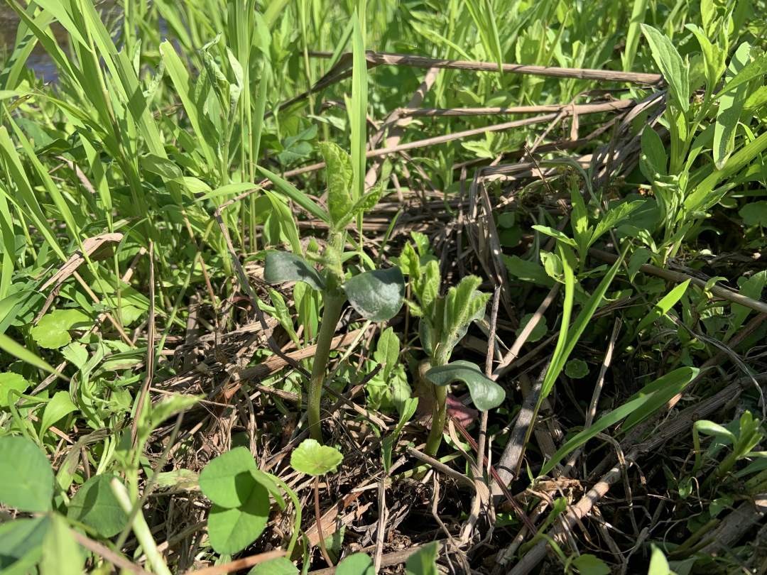 田んぼの畔（あぜ）には大豆を植えています。
これも昔ながらのやり方。