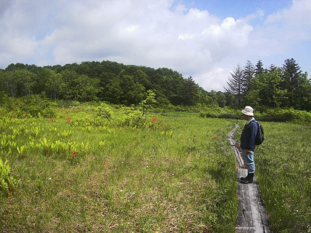 初夏水芭蕉から秋のキリンソウ　草紅葉　湿原の様々な風景と植物の四方山話を楽しんでください