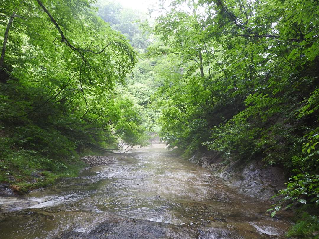 只見町の宝。広大なブナ林「恵みの森」で涼感あふれる沢歩き体験！