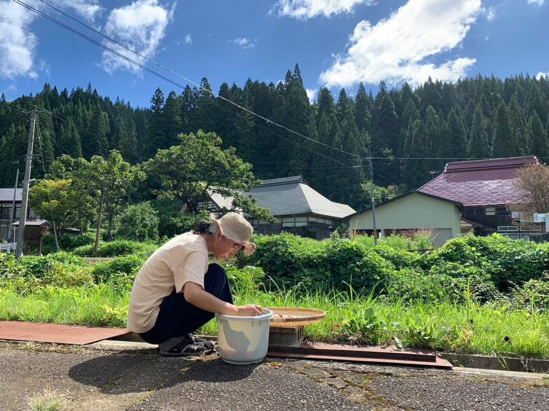 夏の晴天が続く日に、漬けていた梅を干します。