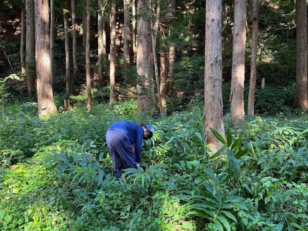 庭や周りの山には食べられる植物がたくさん。