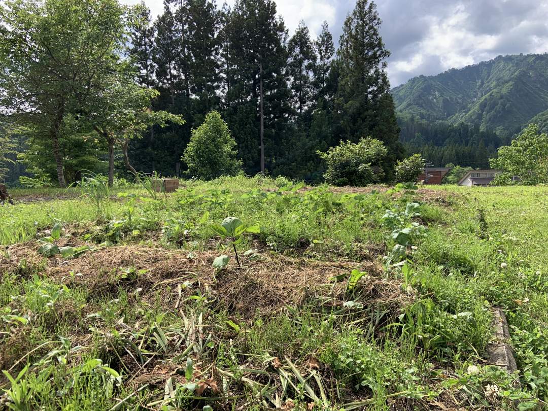 安心して食べられる野菜を育てられる敷地が十分にあるのも田舎の魅力！