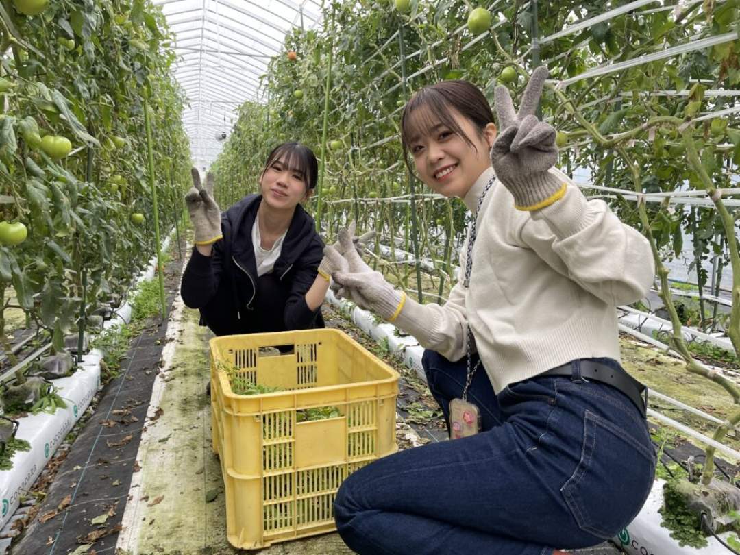 【岐阜・飛騨市】飛騨のミニトマトを収穫して救出せよ！お困りごと解決で農作物GET！【雑草ハンター】