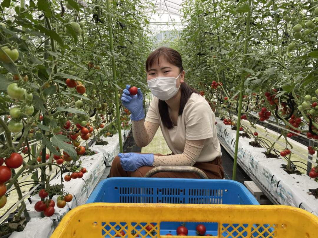 【岐阜・飛騨市】飛騨のミニトマトを収穫して救出せよ！お困りごと解決で農作物GET！【雑草ハンター】