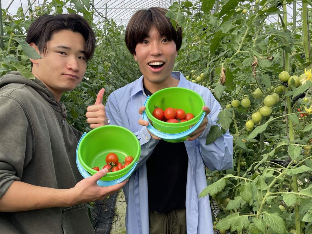 【岐阜・飛騨市】飛騨のミニトマトを収穫して救出せよ！お困りごと解決で農作物GET！【雑草ハンター】