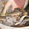 【岐阜・飛騨市】「鮎釣り伝授体験プログラム」のお助けサポーター募集！