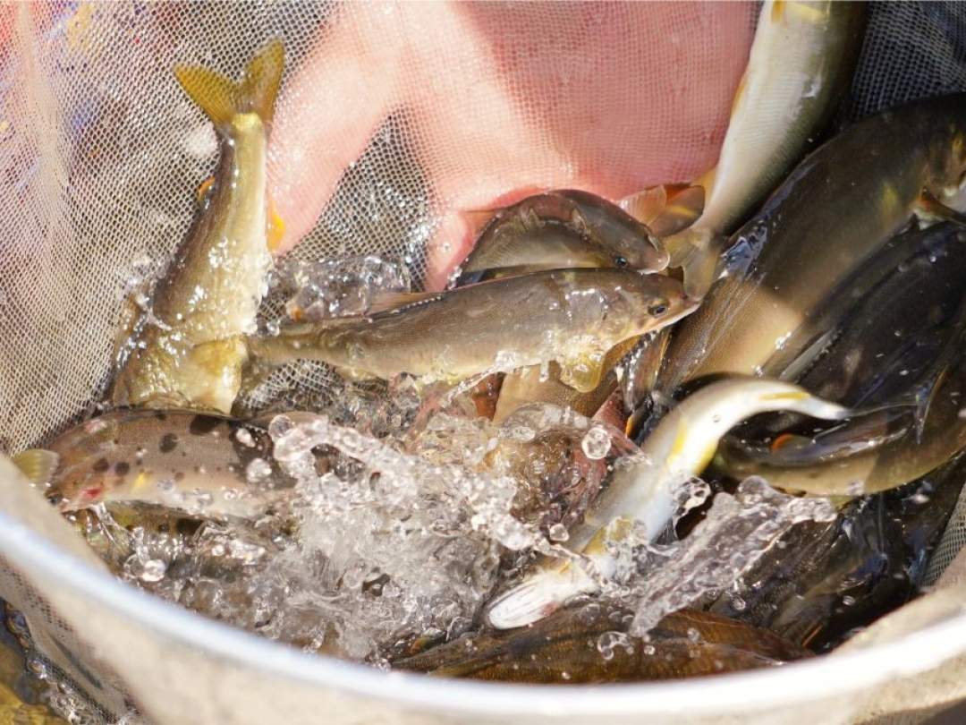 【岐阜・飛騨市】「鮎釣り伝授体験プログラム」のお助けサポーター募集！