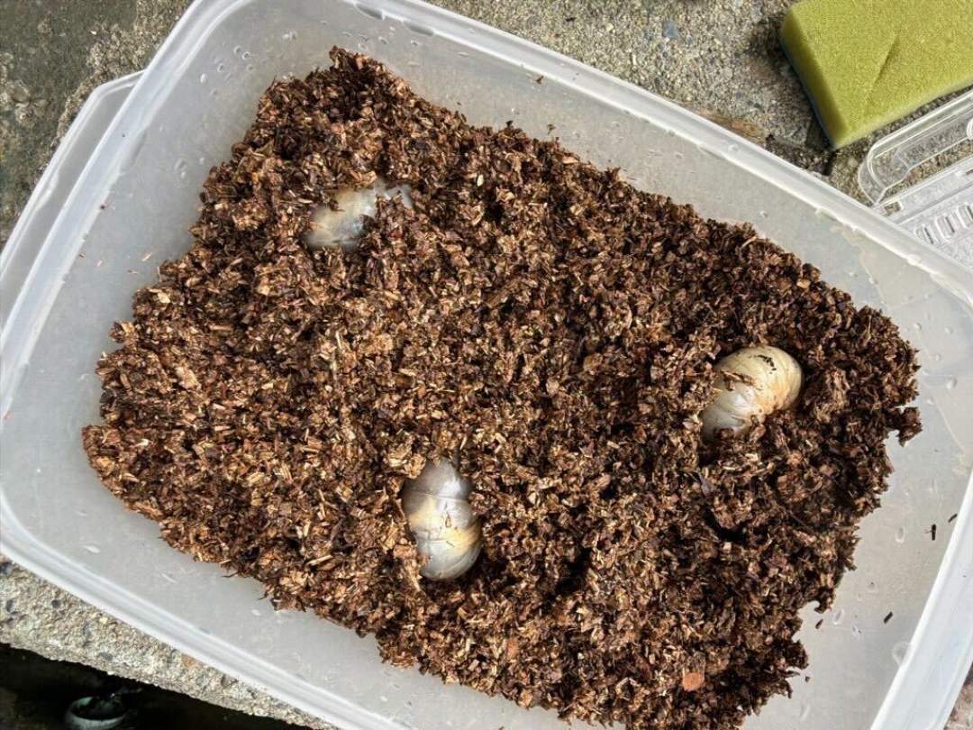 奥会津で冬の虫とり体験！桜の木の下でカブトムシの幼虫掘り