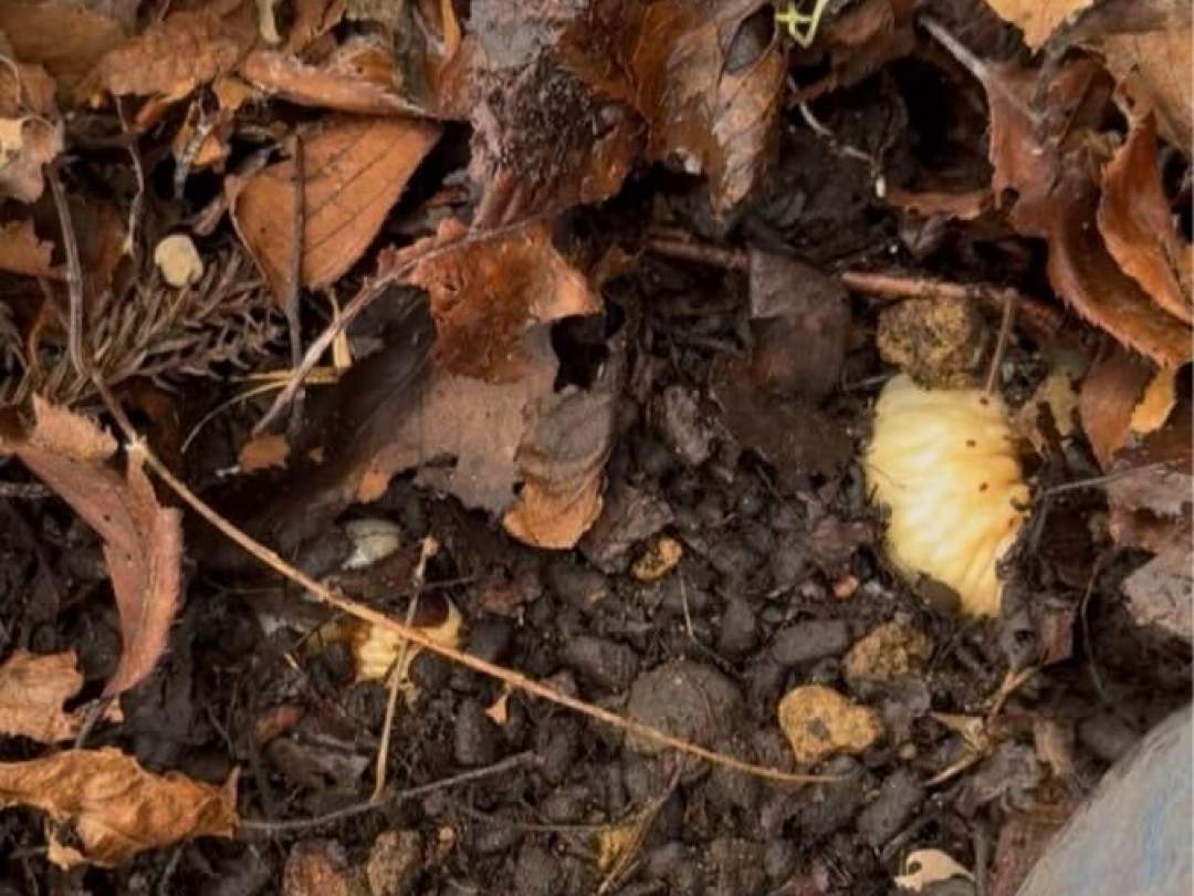 奥会津で冬の虫とり体験！桜の木の下でカブトムシの幼虫掘り