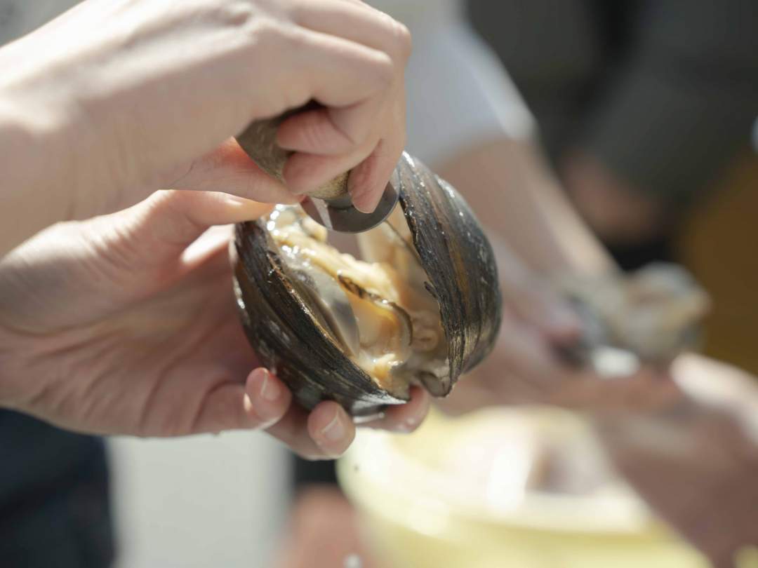 【福島・相馬市】お手軽！相馬の名産ホッキ貝むき体験【体験のみ】