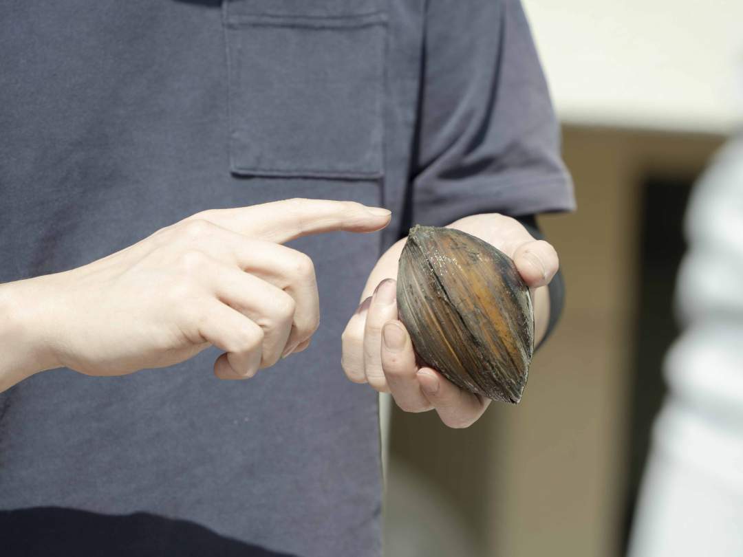 【福島・相馬市】お手軽！相馬の名産ホッキ貝むき体験【体験のみ】