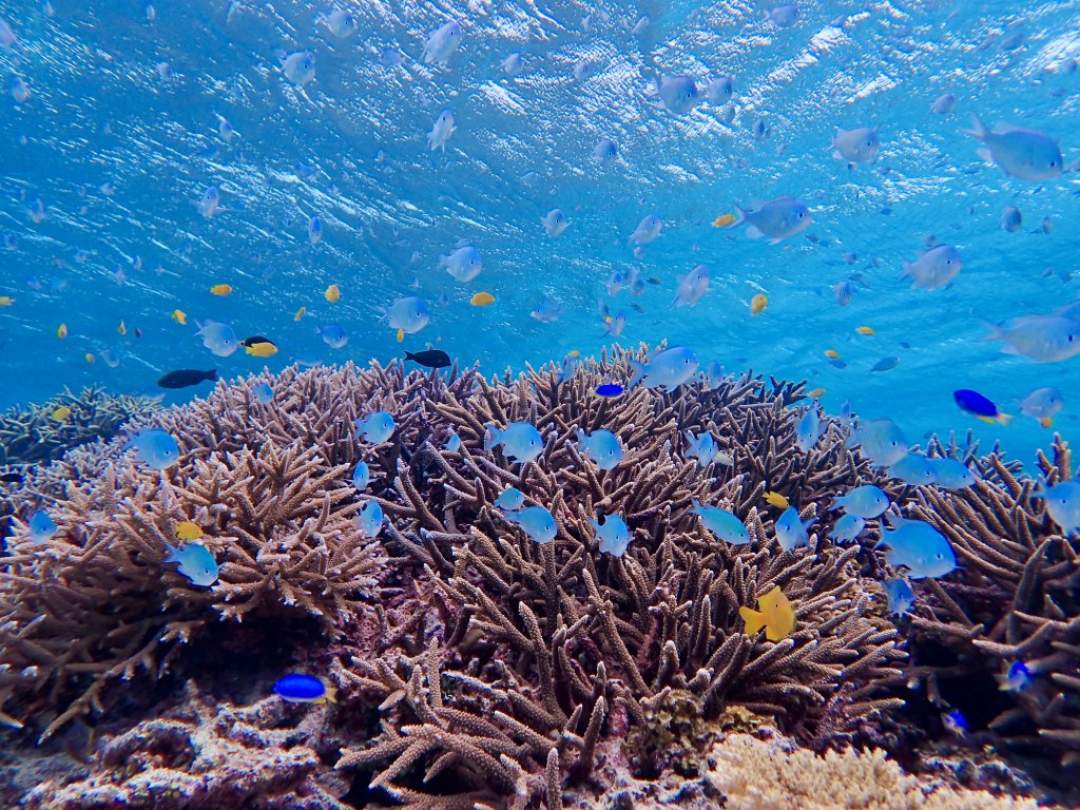 色鮮やかなサンゴの楽園で可愛くカラフルな熱帯魚と一緒に泳ぐ♪