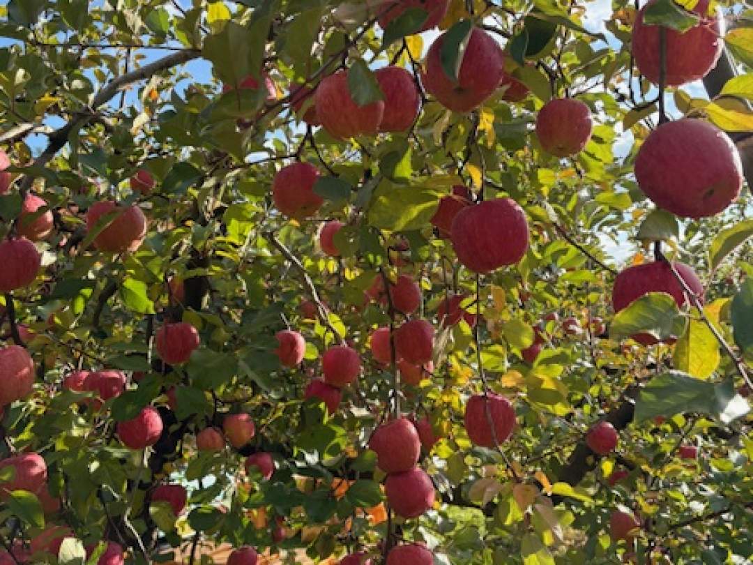 【山形・朝日町】旬の果物狩り体験｜さくらんぼ＆りんご狩り・お土産付き