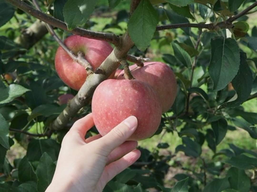 【山形・朝日町】旬の果物狩り体験｜さくらんぼ＆りんご狩り・お土産付き