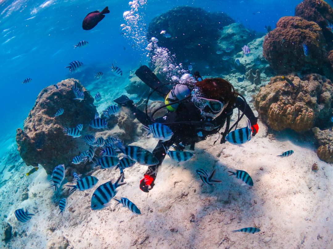 そこは、クマノミたちが暮らす楽園。 色とりどりのサンゴ礁が広がる海は、まるで天然の水族館。泳げない方も、ご安心ください。 経験豊富なガイドが、丁寧にサポートいたしますので、初めてのダイビングでも安心です。 沖縄の海の美しさを、ぜひ体験してください。