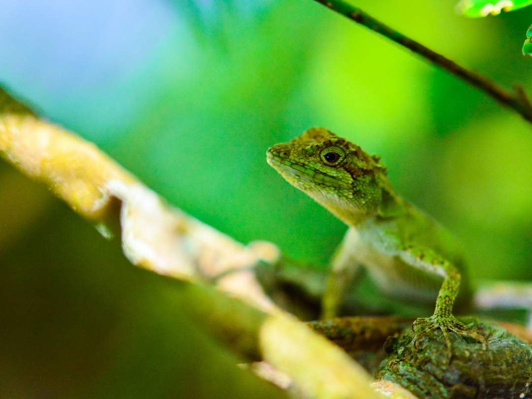 やんばるの森には、ここでしか見られない貴重な生き物たちがたくさん生息しています。自然の音、香り、光、温度、そして触感。五感すべてでやんばるの自然を感じてください。