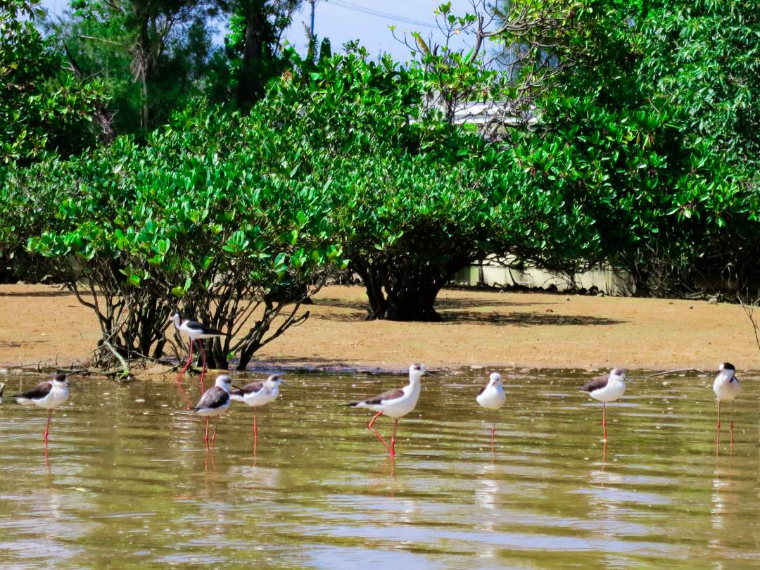 ここでしか出会えない生き物たちを観察しよう！ マングローブの森には、ここでしか出会えない貴重な生き物たちがたくさん生息しています。 カヤックでゆっくりと進みながら、ユニークな生き物たちを観察しましょう。バードウォッチングの名所としても有名。