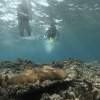 サンゴの島、バラス島スノーケリング（シュノーケリング）コース（半日コース）