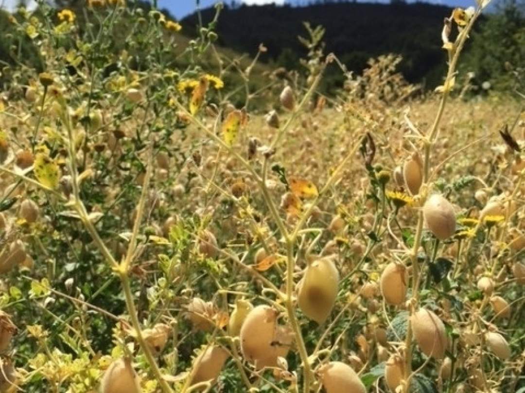 【福島・会津】チェチ(ひよこ豆)味噌作りワークショップ