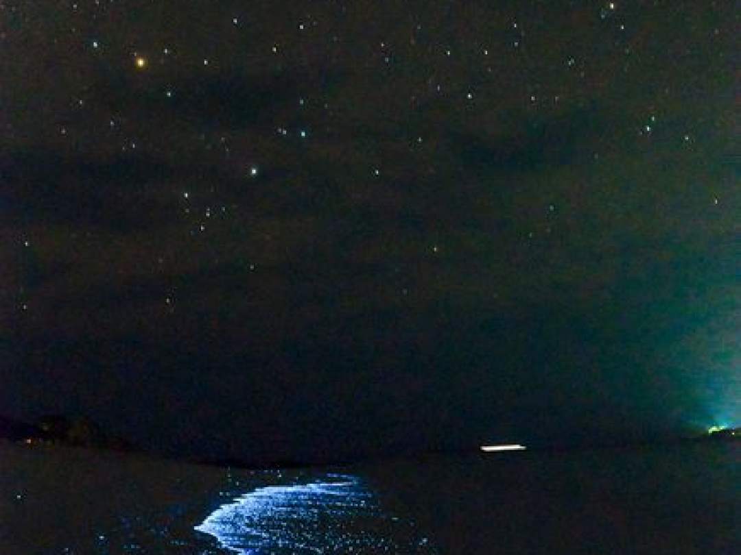 夜光虫も見れます。