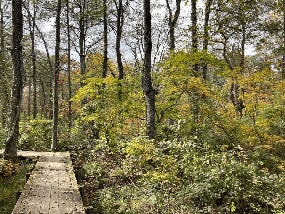 静かな森の中をゆったりと散策できる探勝路です