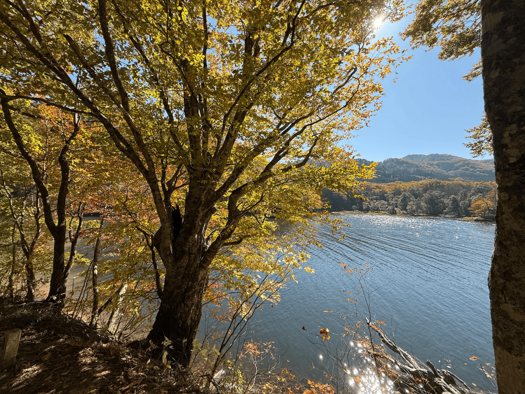 春には新緑を感じながら、夏には濃い影を落とす緑のトンネルを。秋はパッチワークのような紅葉、冬は真っ白に化粧した木立の中を、ゆっくりとドライブしましょう
