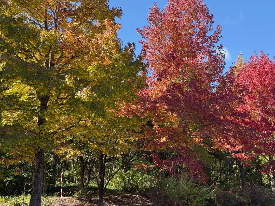 秋はまさに黄金の路。美しい有料道路（現在は無料です）をドライブして裏磐梯へ移動します。