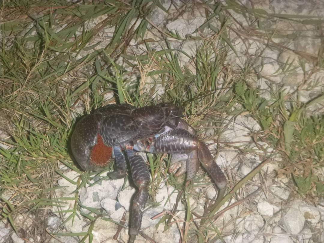 世界最大の甲殻類ヤシガニ