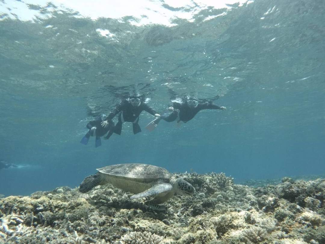 ウミガメに遭遇できます。