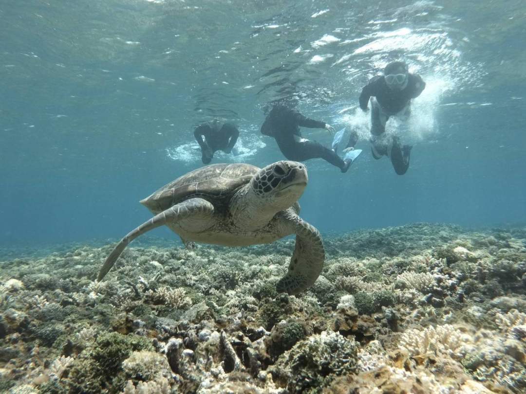 ウミガメに遭遇できます。