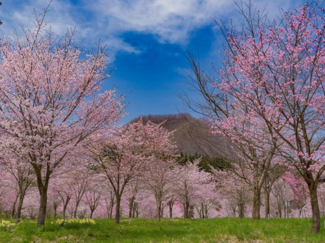 愛子内親王の誕生を祝って植えられたオーナー制度の桜並木です。県内でも一番遅く桜前線が訪れます