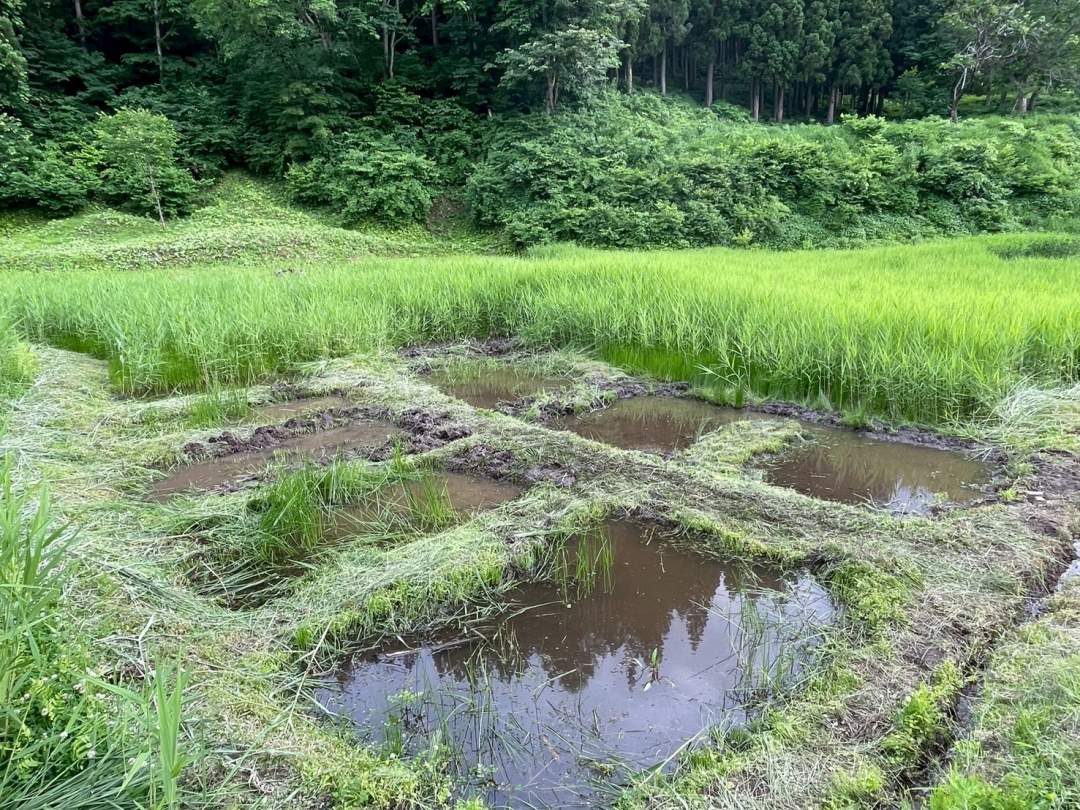 こんな感じの湿地を作り出します