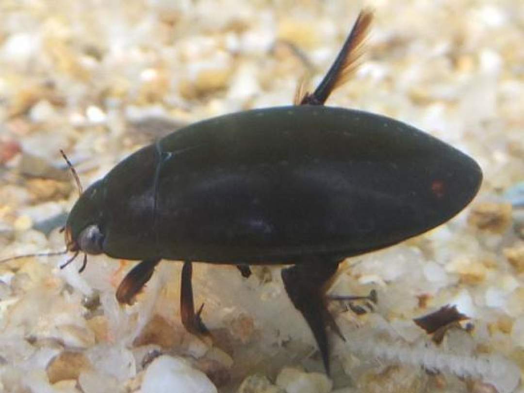 湿地が戻ると帰って来る代表的な水生昆虫です