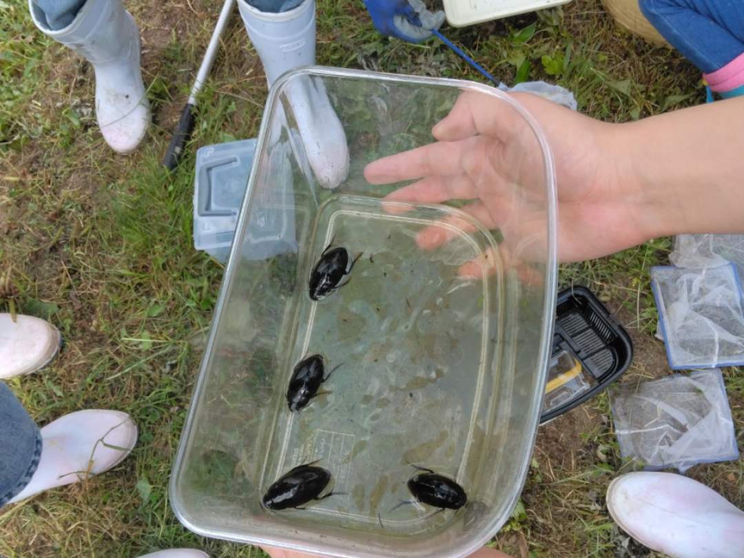 水生甲虫は住処を失っている代表的な生き物です