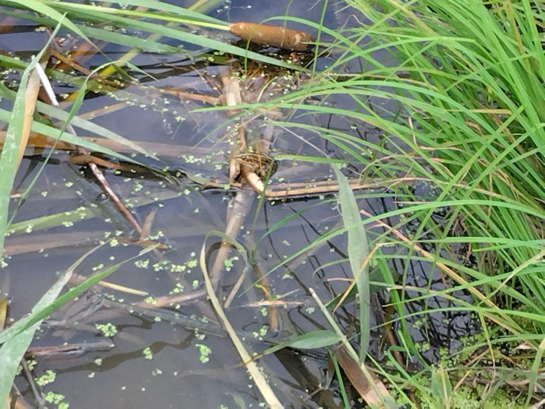 綺麗な水と適度な雑草が生き物たちの住処をつくります