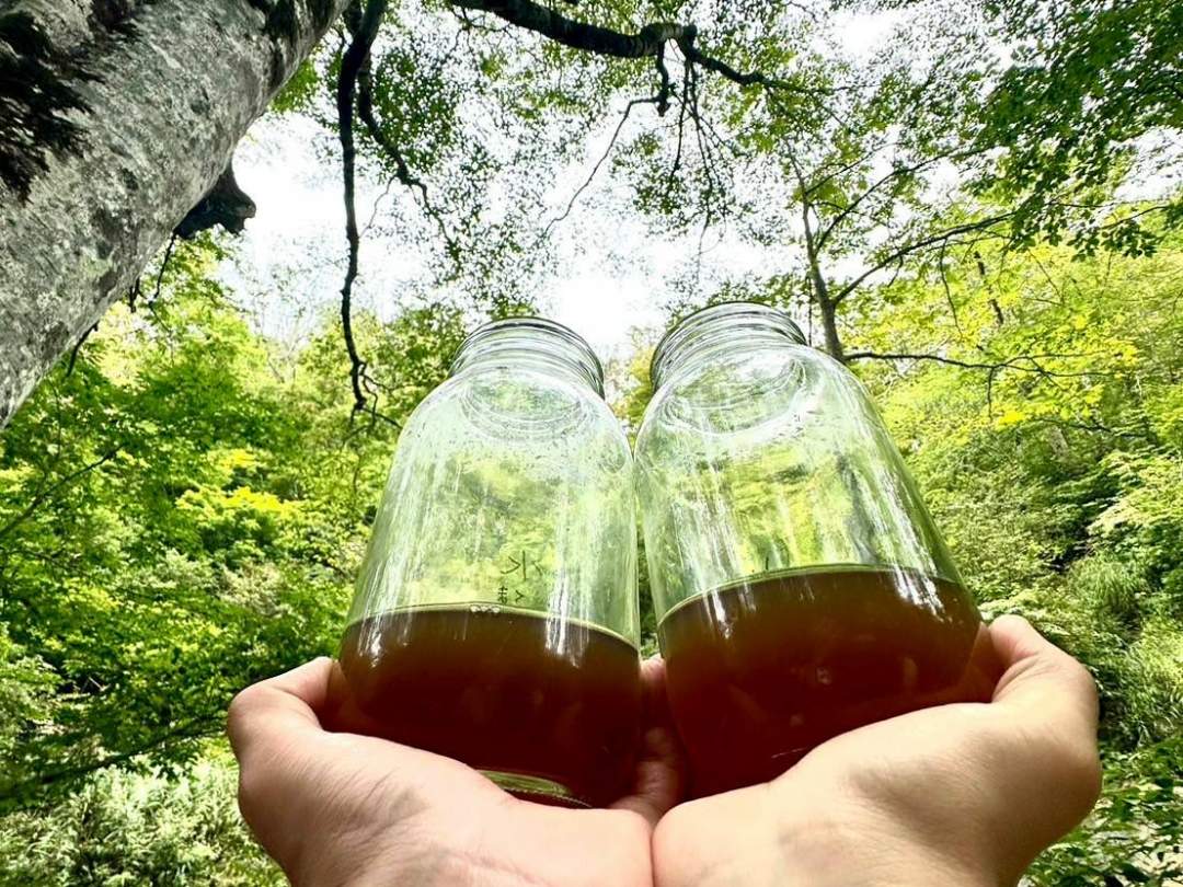 森の中のどんな場所で採取するかはアナタ次第！
それが楽しいポポポ集めです