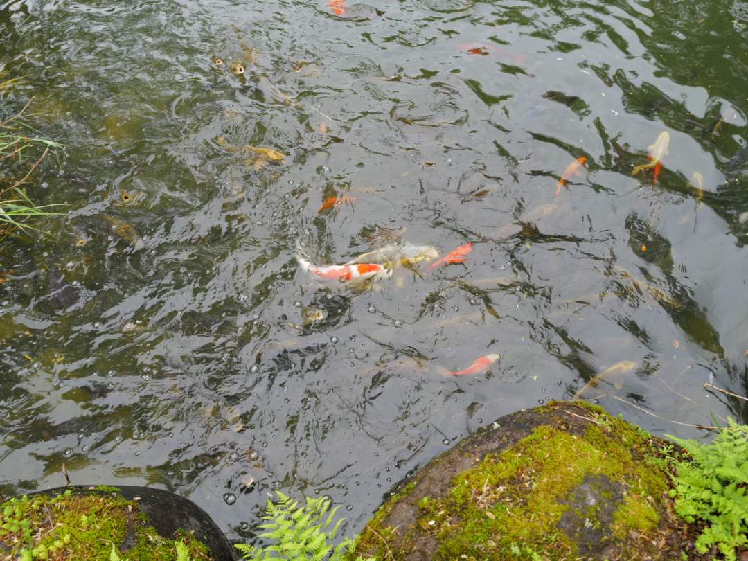 【福島県・只見町】奥会津の自然と食を味わう、庭づくりと十割そば体験