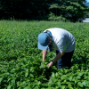自らの農園で藍を育て染めに活用しています。