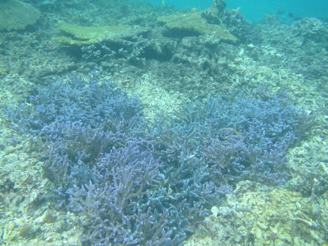 ブルーハート形サンゴ