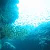 【宮古島・伊良部島】【2セット】青の洞窟・サンゴ畑シュノーケリングツアー・船上カツオの解体ショーお刺身食べ放題！！