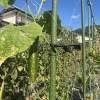 【福島県・会津若松市】野菜がもっと好きになる！街中農園で楽しむ収穫体験と食育！