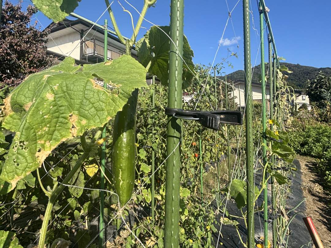 【福島県・会津若松市】野菜がもっと好きになる！街中農園で楽しむ収穫体験と食育！