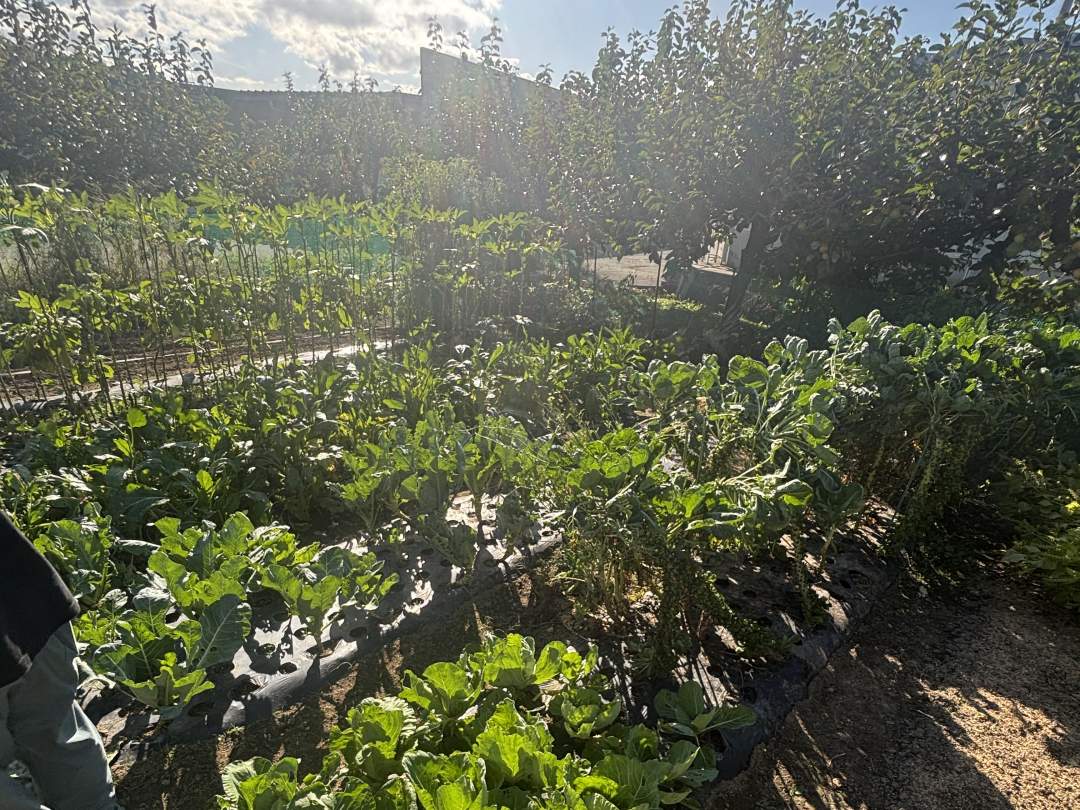 【福島県・会津若松市】野菜がもっと好きになる！街中農園で楽しむ収穫体験と食育！