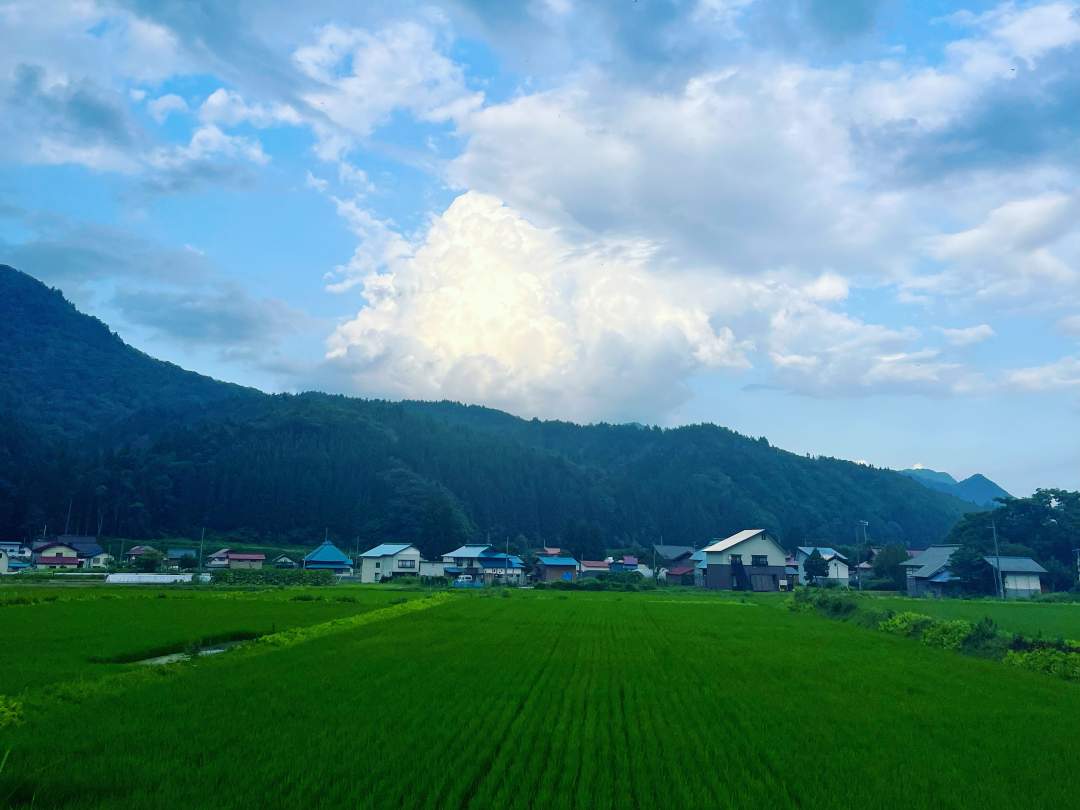 水の綺麗な昭和村では美味しいお米が育ちます